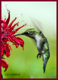 Ruby-Throated Hummingbird feeds on Bergamot