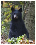 Standing cub