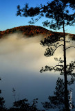Morning fog accentuates pine tree.