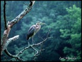 Heron in rain