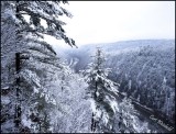 Pa. Grand Canyon from Leonard Harrison State  Park