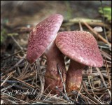Painted bolete