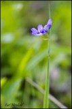 Blue Eyed Grass