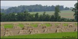 Sheaves of wheat