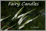 Fairy candles