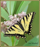 Tiger Swallowtail on milkweed
