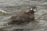 Duck, Harlequin (female) @ Rausu