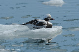 Duck, Long-tailed (male) @ Habomai Harbor