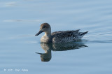 Pintail, Northern (female) @ Hanasakiminato Harbor