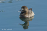 Scaup, Greater (female) @ Hanasakiminato Harbor