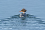 Merganser, Common (female) @ Lake Furen