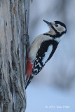Woodpecker, Great Spotted (female) @ Nemuro