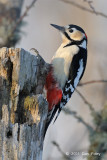 Woodpecker, Great Spotted (male) @ Nemuro