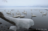 Swan, Whooper @ Lake Kussharo