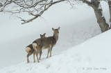 Deer, Sika @ Shiretoko