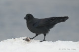 Crow, Carrion @ Rausu