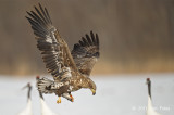 Eagle, White-tailed Sea @ Akan International Crane Center