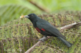 Oriole, Black-and-Crimson (male) @ Jelai Resort