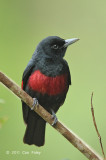 Oriole, Black-and-Crimson (male) @ Jelai Resort