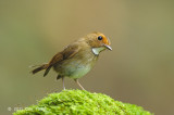Flycatcher, Rufous-browed @ Hemmant Trail