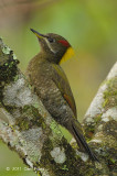 Yellownape, Lesser (female) @ Jelai Resort