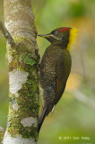 Yellownape, Lesser (female) @ Jelai Resort