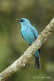 Flycatcher, Verditer (male) @ Jelai Resort