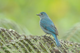 Flycatcher, Verditer (female) @ Jelai Resort