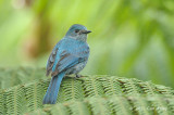 Flycatcher, Verditer (female) @ Jelai Resort