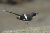 Forktail, Slaty-backed @ Jeriau Waterfalls