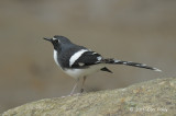 Forktail, Slaty-backed @ Jeriau Waterfalls
