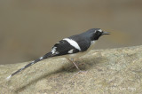 Forktail, Slaty-backed @ Jeriau Waterfalls