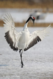 Crane, Red-crowned @ Tsurui