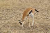Gazellie, Thomsons (female)