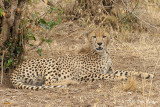 Another Lone Cheetah