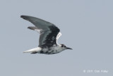 Tern, White-winged @ Straits of Singapore