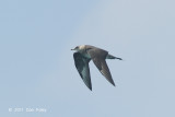 Skua, Arctic @ Straits of Singapore