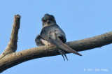 Treeswift, Grey-rumped (male) @ Mandai