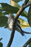 Treeswift, Grey-rumped (juv) @ Mandai