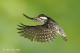 Woodpecker, Sunda Pygmy @ Buangkok