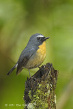 Flycatcher, Snowy-browed (male) @ Cameron Highlands