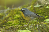 Flycatcher, Snowy-browed (male) @ Cameron Highlands