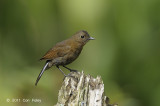 Robin, White-tailed (female) @ Cameron Highlands