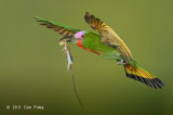 Bee-eater, Red-bearded