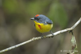 Flowerpecker, Crimson-breasted (male)