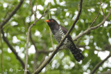 Cuckoo, Violet (male) @ Pasir Ris