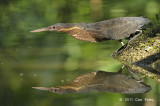 Bittern, Black (male) @ Botanic Gardens