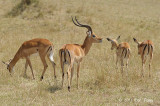 Impala (male with females)