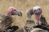 Vulture, Lappet-faced