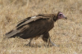 Vulture, Hooded